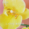【现货】  足金999 5D工艺 耳饰大嫂同款三环C形耳钉【金重约2.42g】  【一物一广州省检标签】 商品缩略图0
