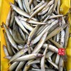 【闹妈海鲜】【热气】舟山黄沙丁鱼 各种规格 按斤卖 商品缩略图2