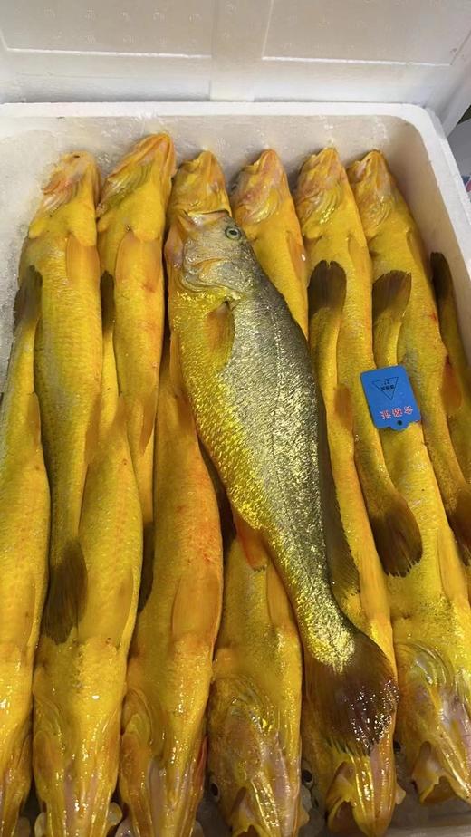 福建半野生大黄鱼35（1条约400-500g左右） 冰鲜，明天到 商品图0