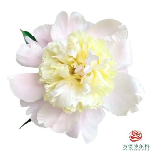 芍药 普利梅尔 商品图0