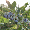 2026年泊里有机蓝莓 125g/盒  产地：山东青岛 【包邮装】 商品缩略图2