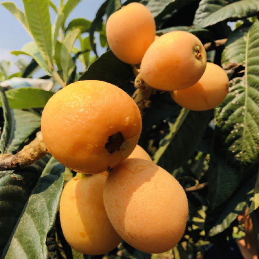 云南蒙自枇杷清甜可口枇杷 商品图5