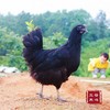 跑山乌鸡（五黑鸡）顺丰包邮/净重1.8-2.4斤 商品缩略图0
