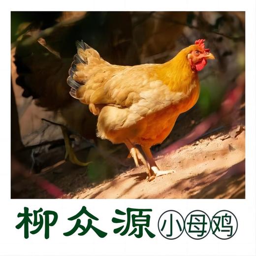 【龙岩帮扶】柳众源丨长汀河田小母鸡 多规格可选 商品图0
