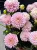 国产花材-【大丽花】绿野仙踪 商品缩略图2