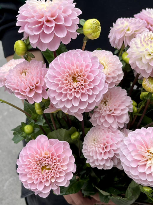 国产花材-【大丽花】绿野仙踪 商品图2