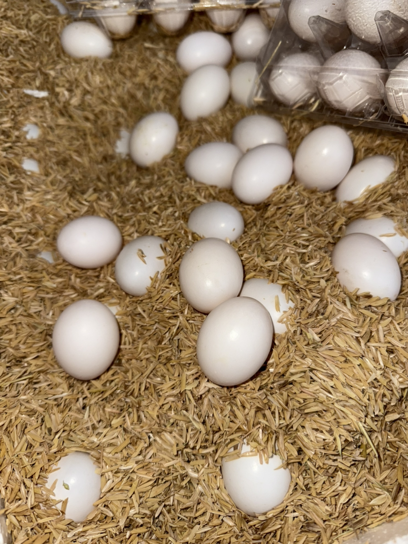 农家散养鸽子蛋，营养价值见图，10枚/盒