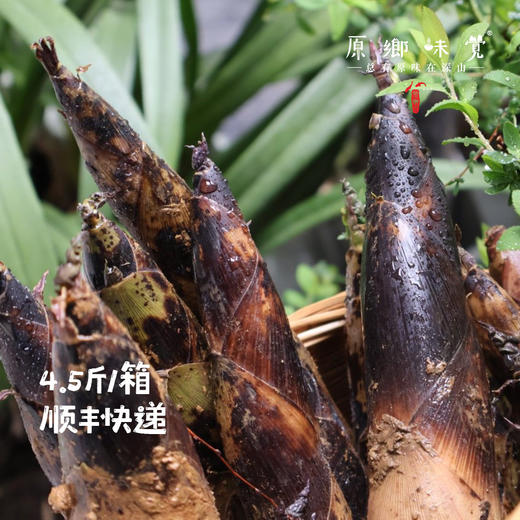 生态雷竹笋（基地直发-顺丰包邮 ）｜4.5斤/箱，来自四川蒲江，生产者：张家银【合作生产，公平贸易】 商品图6