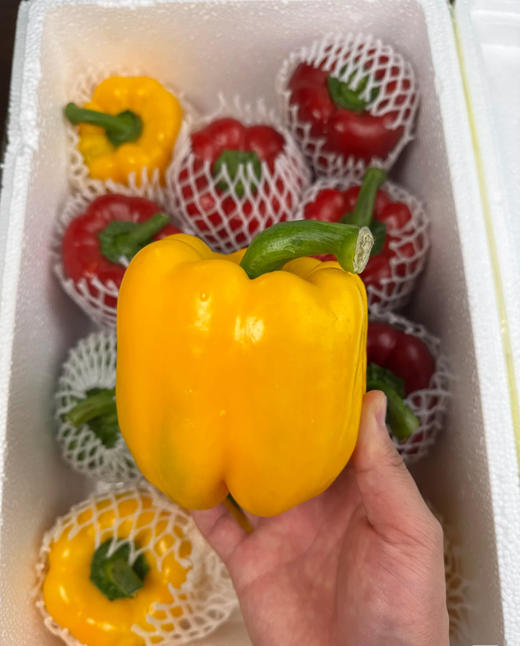 青红椒  约500g/份（2个） 商品图3