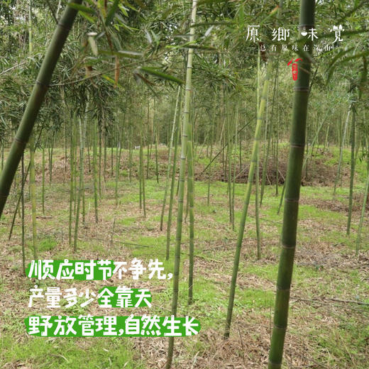 生态雷竹笋（基地直发-顺丰包邮 ）｜4.5斤/箱，来自四川蒲江，生产者：张家银【合作生产，公平贸易】 商品图4