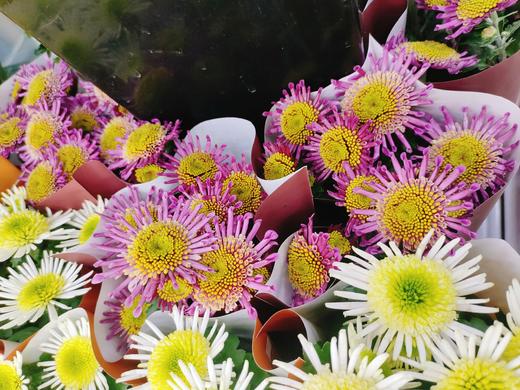 女王菊一盆 商品图2