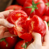 【记忆中的番茄味】普罗旺斯番茄 新鲜现摘现发 颗颗饱满自然成熟 沙瓤软心 不催熟不打药 不打催红素的西红柿 凉拌、炖炒都好吃~ 商品缩略图6