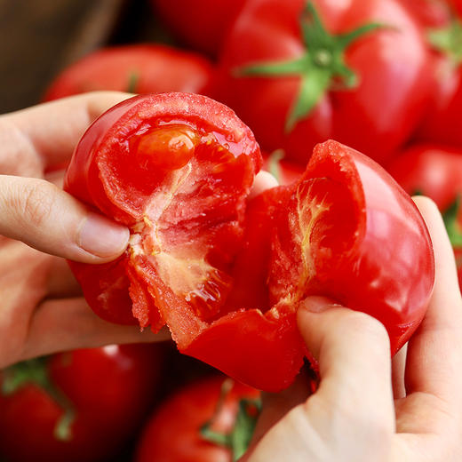 【记忆中的番茄味】普罗旺斯番茄 新鲜现摘现发 颗颗饱满自然成熟 沙瓤软心 不催熟不打药 不打催红素的西红柿 凉拌、炖炒都好吃~ 商品图6