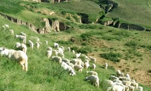 【到店券】陕蒙情铜锅涮肉8到10人餐（具体产品以实际团购套餐内容为准） 商品图2