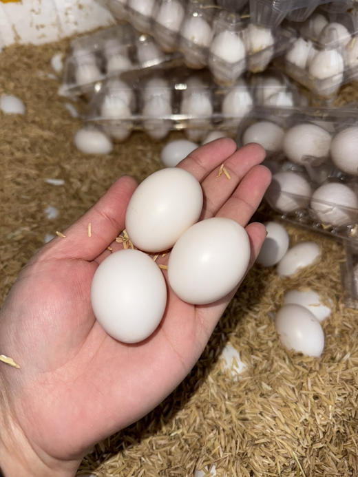 新鲜鸽子蛋，营养价值见图，10枚/盒 商品图1