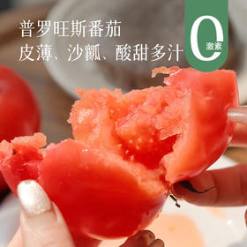 【记忆中的番茄味】普罗旺斯番茄 新鲜现摘现发 颗颗饱满自然成熟 沙瓤软心 不催熟不打药 不打催红素的西红柿 凉拌、炖炒都好吃~