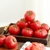 【记忆中的番茄味】普罗旺斯番茄 新鲜现摘现发 颗颗饱满自然成熟 沙瓤软心 不催熟不打药 不打催红素的西红柿 凉拌、炖炒都好吃~ 商品缩略图8