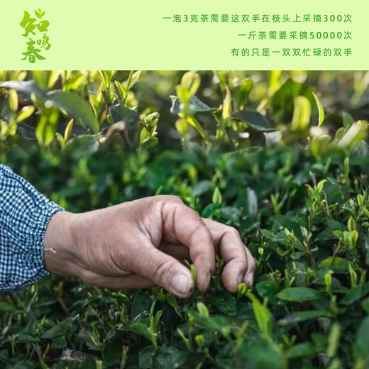 【原产地直采】明前特级龙井茶 2025新茶 正宗杭州头采绿茶 畅饮装75g/礼盒装200g【下单即赠试饮装2包】 商品图5