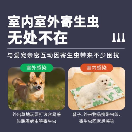 【德赛宝】非泼罗尼滴剂3支盒装狗狗猫咪体外用驱虫药去跳蚤蜱虫 宠物药品 商品图1