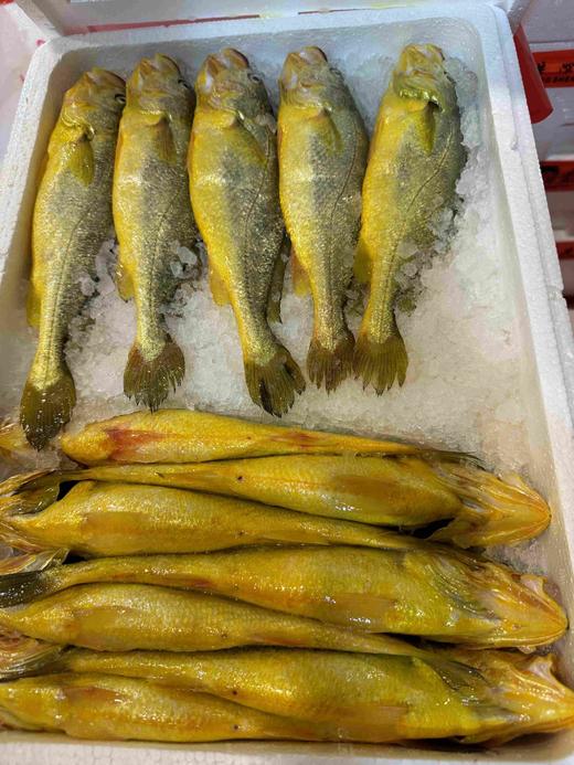 福建半野生大黄鱼35（1条约400-500g左右） 冰鲜，明天到 商品图5