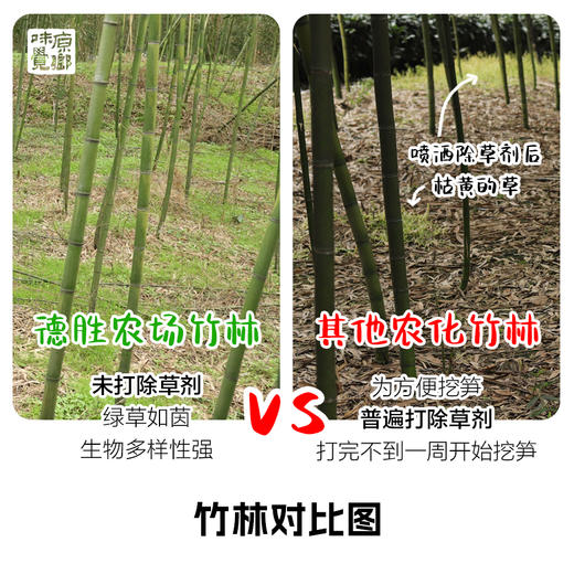 生态雷竹笋（基地直发-顺丰包邮 ）｜4.5斤/箱，来自四川蒲江，生产者：张家银【合作生产，公平贸易】 商品图1