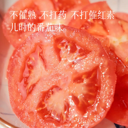 【记忆中的番茄味】普罗旺斯番茄 新鲜现摘现发 颗颗饱满自然成熟 沙瓤软心 不催熟不打药 不打催红素的西红柿 凉拌、炖炒都好吃~ 商品图1
