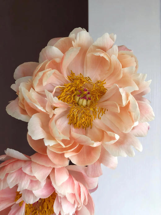 【预售！4.20起陆续发货】2026简小姐芍药季精选套餐【我扎根生长，也自然流淌 】 商品图8