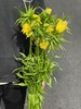 荷兰小众高端进口花材皇冠贝母5枝 商品缩略图6