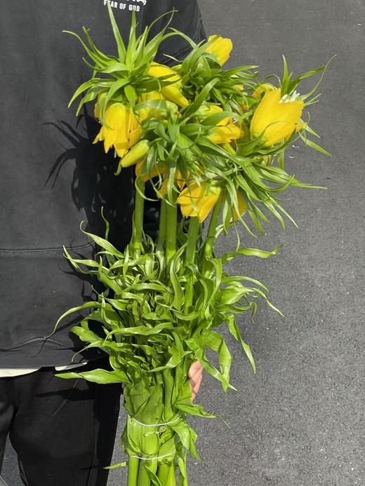 荷兰小众高端进口花材皇冠贝母5枝 商品图6