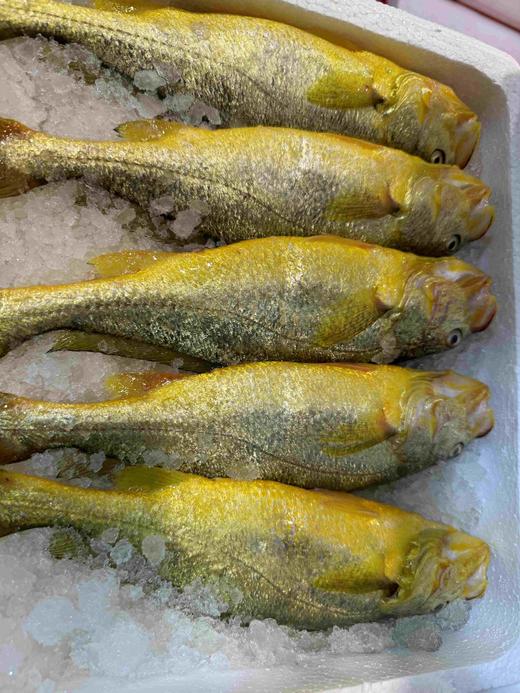 福建半野生大黄鱼35（1条约400-500g左右） 冰鲜，明天到 商品图1