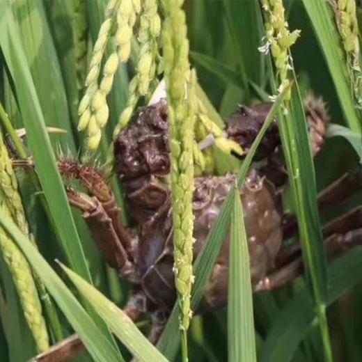 米全大米·新疆蟹田米 5kg*2（礼盒装） 生态蟹田 绵软筋道 家常臻选 商品图2