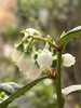 2026年泊里有机蓝莓 125g/盒  产地：山东青岛 【包邮装】 商品缩略图3