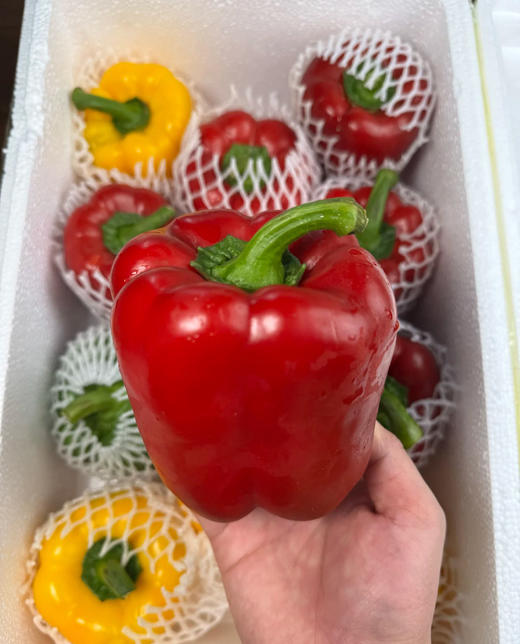 青红椒  约500g/份（2个） 商品图2