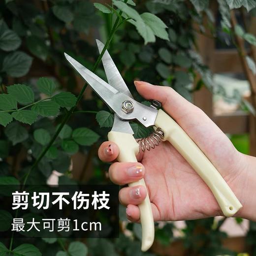 园艺剪 修枝剪 花剪 园林剪 花艺剪 剪树枝果树剪刀 枝剪修剪花卉剪子 1把 商品图2