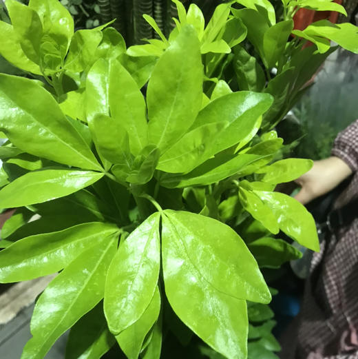 墨西哥橘叶 商品图3