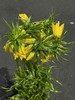 荷兰小众高端进口花材皇冠贝母5枝 商品缩略图8