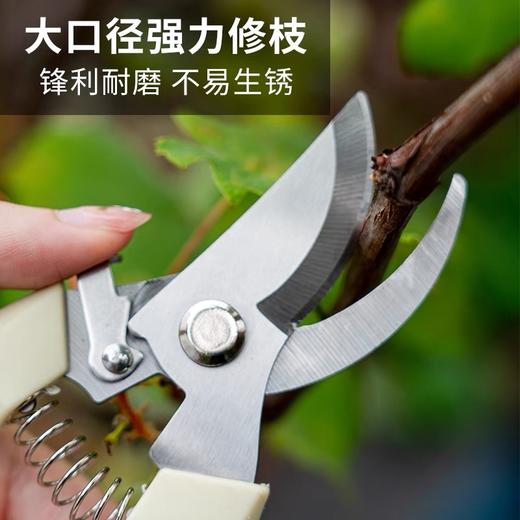 园艺剪 修枝剪 花剪 园林剪 花艺剪 剪树枝果树剪刀 枝剪修剪花卉剪子 1把 商品图1