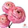 洋牡丹-超级-凡尔赛5枝1扎 商品缩略图0