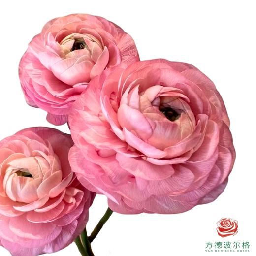 洋牡丹-超级-凡尔赛5枝1扎 商品图0