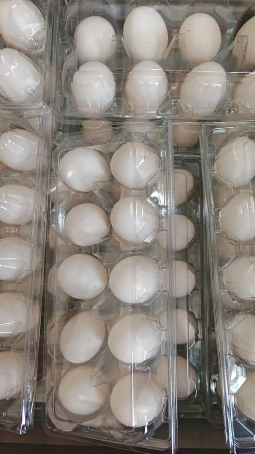 新鲜鸽子蛋，营养价值见图，10枚/盒 商品图2