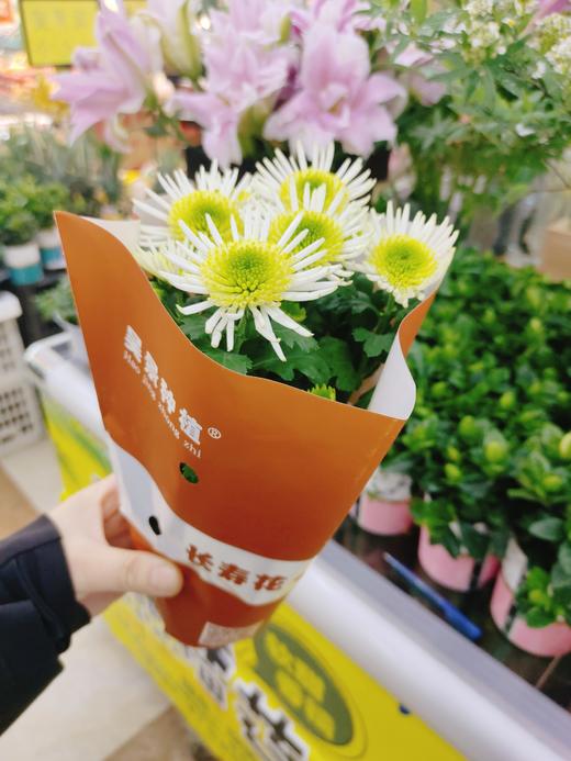 女王菊一盆 商品图3