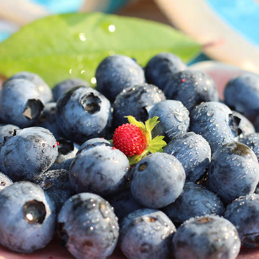 【到手4盒】云南高原露天L25花香蓝莓 125g/盒 大果15+mm 颗颗饱满 满满花青素 商品图1