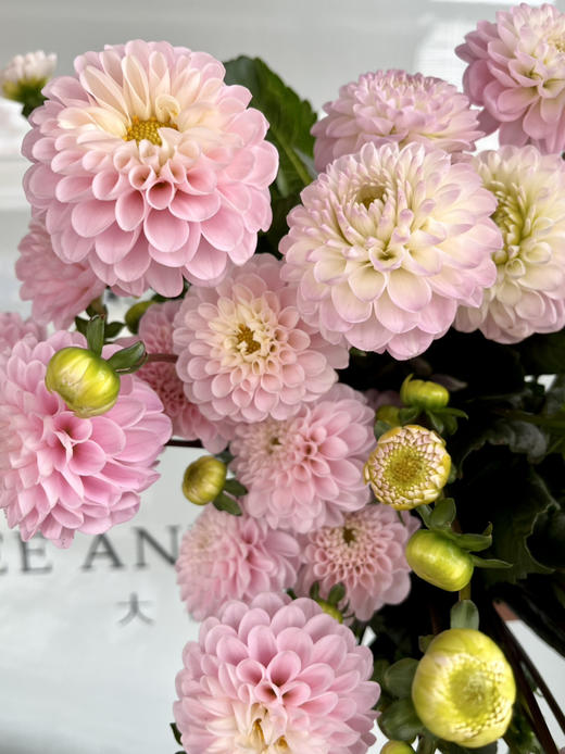 国产花材-【大丽花】绿野仙踪 商品图3