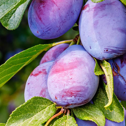 玛依莎·西梅原浆 500ml*4  鲜果原浆 温和舒畅 商品图3