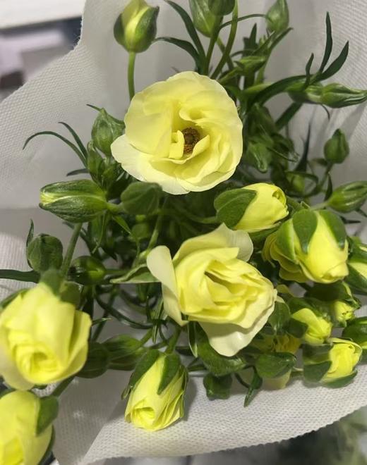 配花 ｜ 蝴蝶洋牡丹奶油黄 商品图0