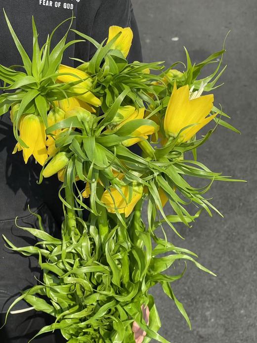 荷兰小众高端进口花材皇冠贝母5枝 商品图7