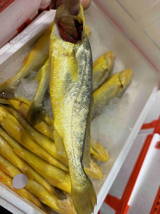 福建半野生大黄鱼35（1条约400-500g左右） 冰鲜，明天到 商品图4