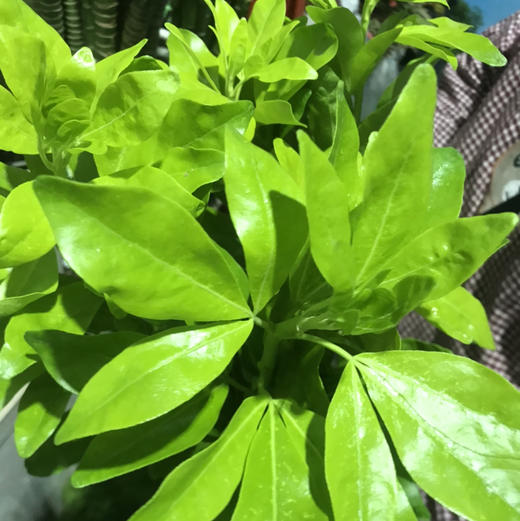 墨西哥橘叶 商品图1