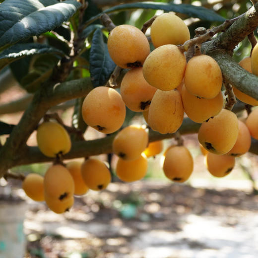 云南蒙自枇杷清甜可口枇杷 商品图6