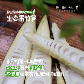 生态雷竹笋（基地直发-顺丰包邮 ）｜4.5斤/箱，来自四川蒲江，生产者：张家银【合作生产，公平贸易】
